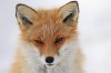 animal-cute-fluffy-fox-nature-Favim.com-323103.jpg