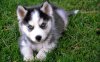 43732-puppies-husky-puppy.jpg