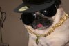 You+mean+pug+life+_7b48be04b17fc3fc487e9697755b30d0.jpg