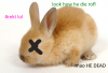 hi dusty.png